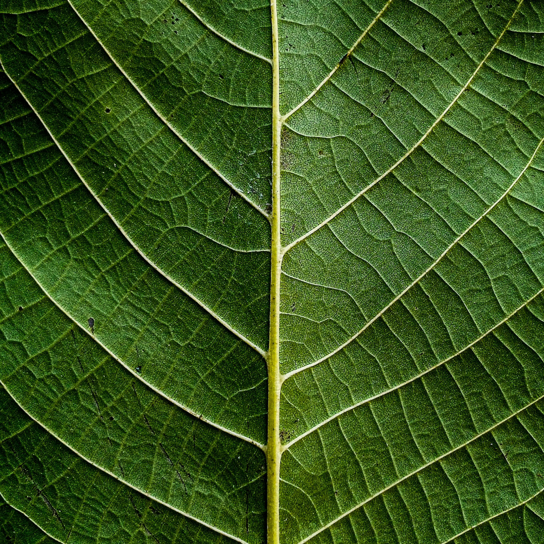 Ekologiškos valymo priemonės